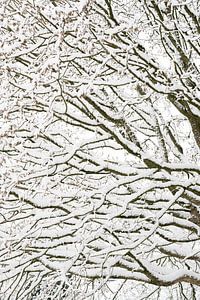 Die Struktur der Äste im Schnee