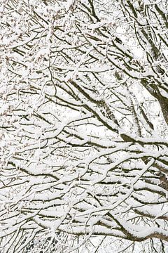 The structure of branches in the snow by Marjolijn van den Berg
