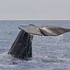 Whale by Thijs Schouten