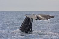 Baleine par Thijs Schouten Aperçu