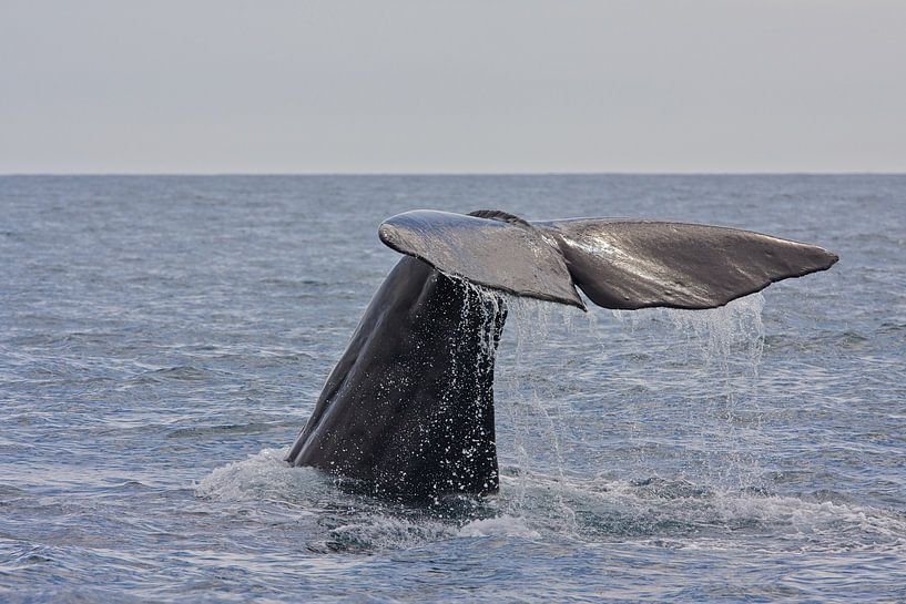 Baleine par Thijs Schouten