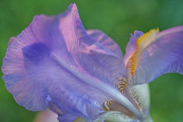 Violette Iris Bloem Macro van Iris Holzer Richardson