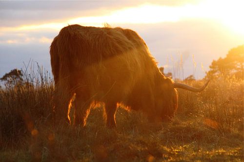 Schotse hooglander aan het grazen bij zonsondergang