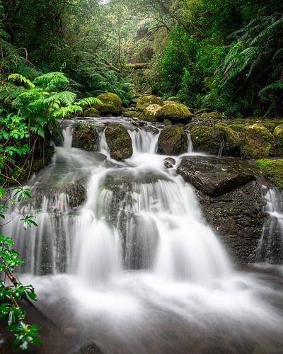 Waterval in Madeira (Queimadas Forest Park in Santana) van Jolanda Aalbers