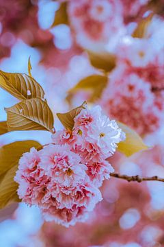 Pink Blossom van Eva Ruiten
