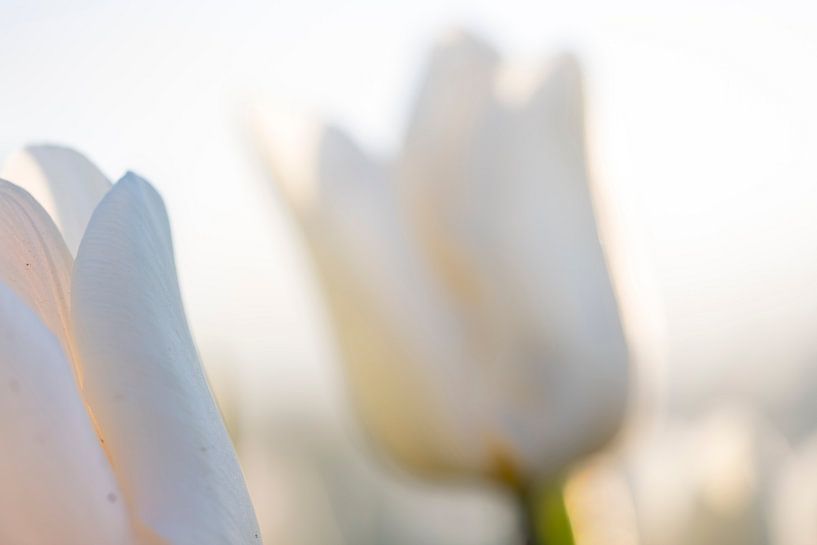 Tulpen aus dem Norden, Garsthuizen von Ronnie Schuringa