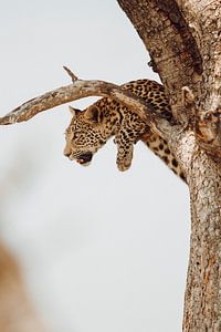 Léopard se reposant dans un arbre dans le delta de l'Okavango, Botswana