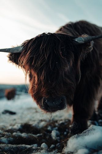 Highland cattle in winter