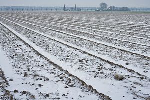 vastes champs de bulbes en hiver sur eric van der eijk