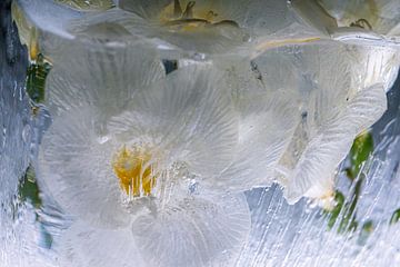 Witte freesia in ijs 2 van Marc Heiligenstein