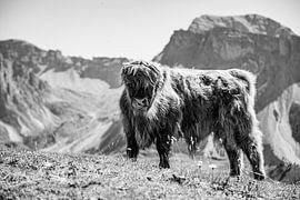 Highland cattle in the Dolomites