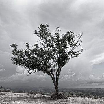 Arbre solitaire en Toscane sur Mark Bolijn