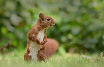 Red Squirrel by Menno Schaefer