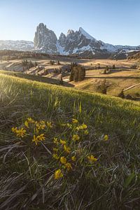 Dolomites Alpe de Siusi au printemps