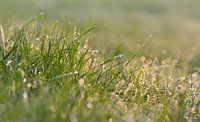 Waterdalingen op grassprietjes in het zonlicht in de ochtend van Edith Albuschat thumbnail