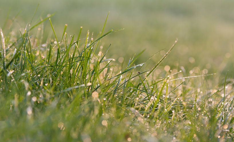 Waterdalingen op grassprietjes in het zonlicht in de ochtend van Edith Albuschat