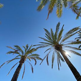 Les palmiers ensoleillés sur Markus Jerko