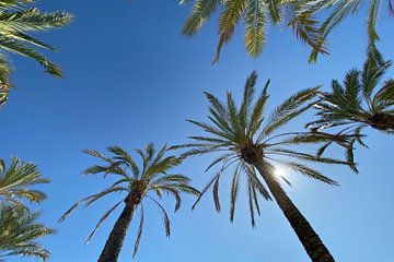 Les palmiers ensoleillés