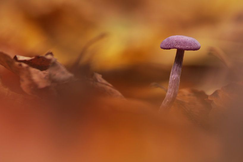 Amethyst fungus by Kars Klein Wolterink