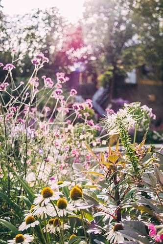 Bloemen en Zonlicht