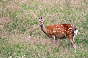 junger Hirsch auf der Wiese von Heike Hultsch