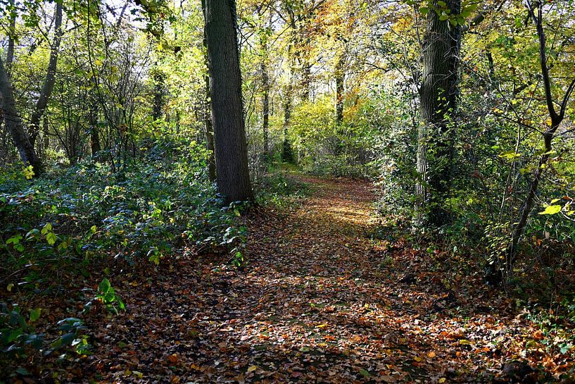 Der Wald von Jose Lok