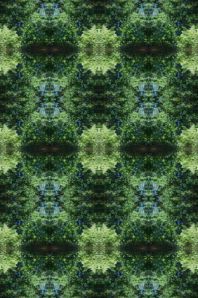 Reflection of Fern, Water and Symmetry 2 by Adriana Müller