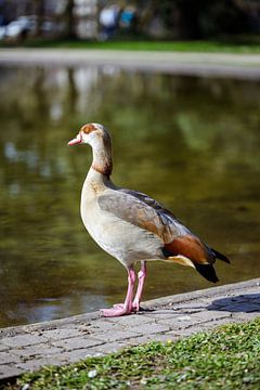Egyptische gans met kuikens van Luis Emilio Villegas Amador
