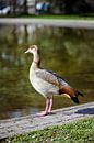 Egyptische gans met kuikens van Luis Emilio Villegas Amador thumbnail
