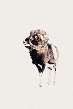 Majestueuze ram met opvallende spiraalvormige horens van Monika Strigel