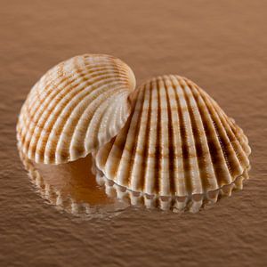 Warme kleuren: Twee schelpen samen