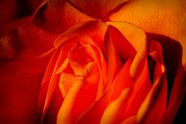 Beautiful Orange Rose,  Flower Macro by Imladris Images
