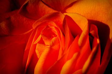 Mooie Oranje Roos, Bloem Macro van Imladris Images