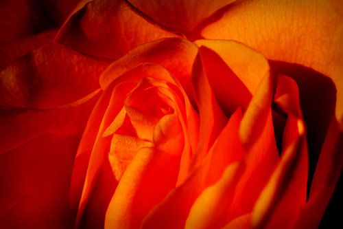 Mooie Oranje Roos, Bloem Macro