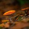 Fly agaric in the Mastbos by Ingrid Aanen