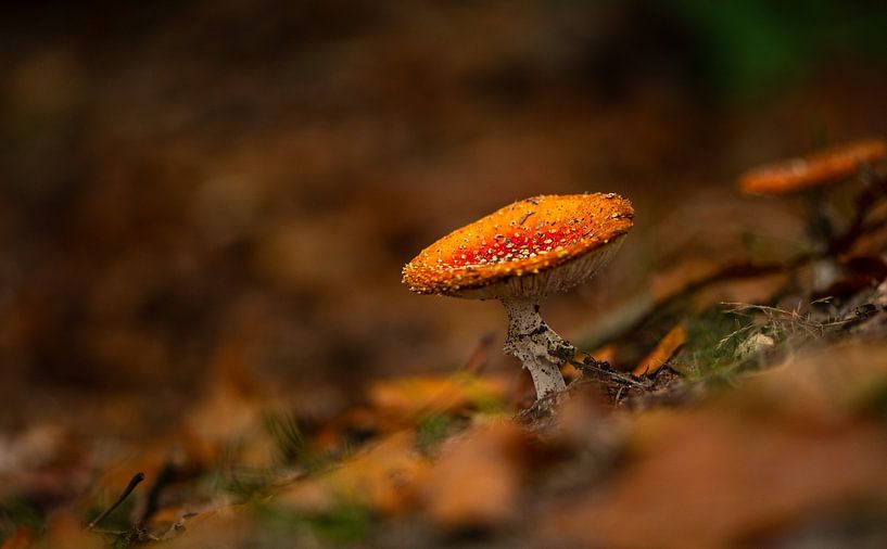 Fliegenpilz im Mastbos von Ingrid Aanen