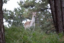 Damhirsch von Maaike Krimpenfort