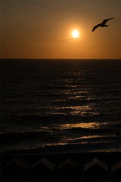 Seagull at sunset by Arthur van Iterson