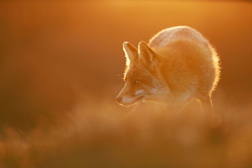 renard roux par Pim Leijen