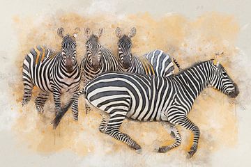 zebrazebra by Bert Quaedvlieg