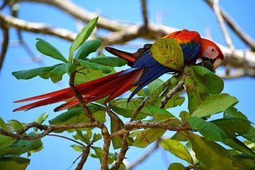 Scarlet Macaw papegaai in Costa Rica van My Footprints
