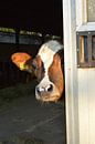 Kiekekoe! Look a Cow! van Grietje van der Reijnst thumbnail