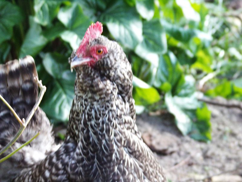 Chikken luna by Monika Sobocik