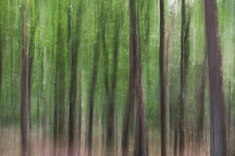 bomen in het groen van Tania Perneel