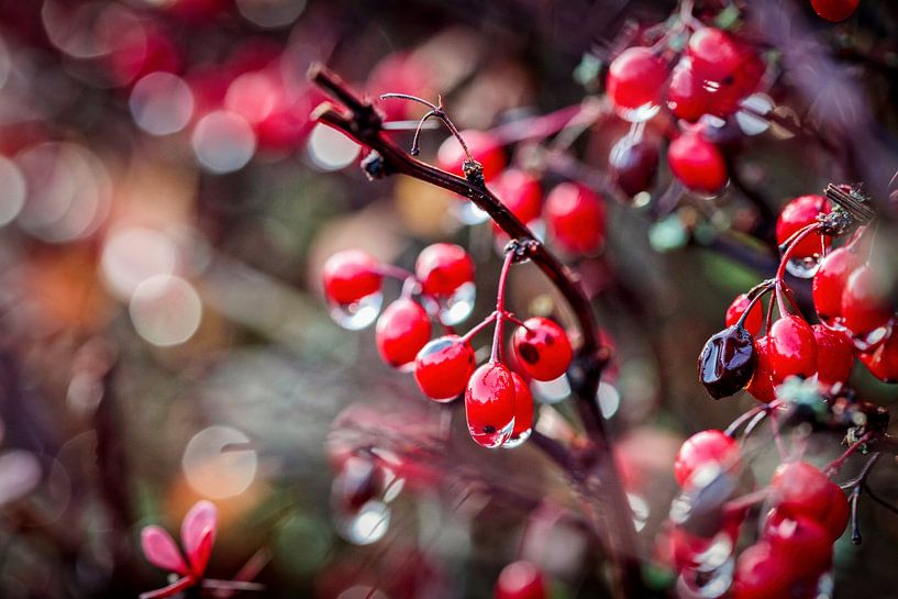 Hedge bokeh by Rob Boon
