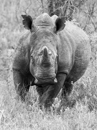 Neushoorn the Big Five