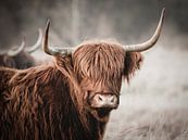 Als je mij aan je muur hangt, beloof ik, de Schotse Hooglander koe, dat ik niet zal loeien. van Henk Van Nunen Fotografie thumbnail