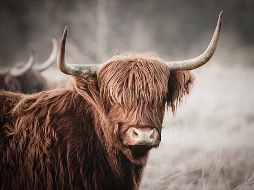 Als je mij aan je muur hangt, beloof ik, de Schotse Hooglander koe, dat ik niet zal loeien.