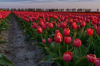 Tulipes
