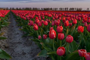 Tulpen van Captured By Manon